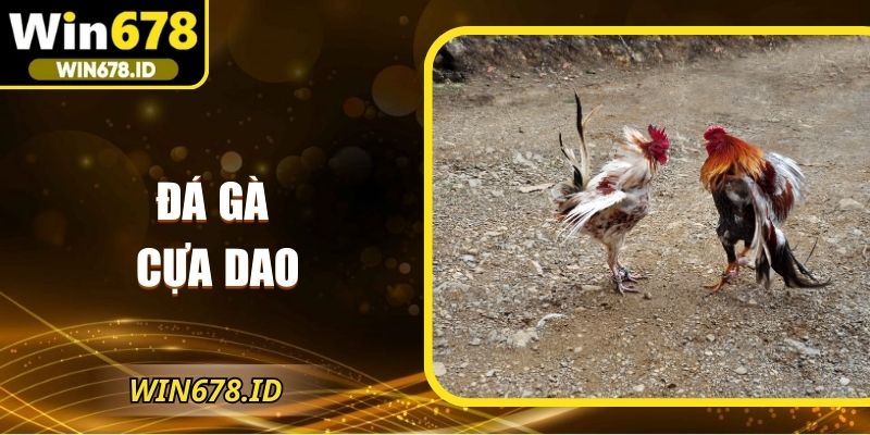 Đá gà cựa dao