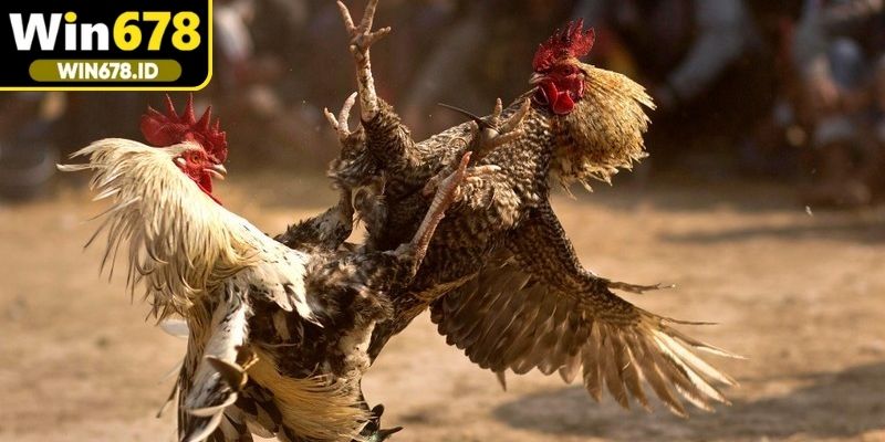 Tìm hiểu rõ hơn về đá gà cựa dao là gì
