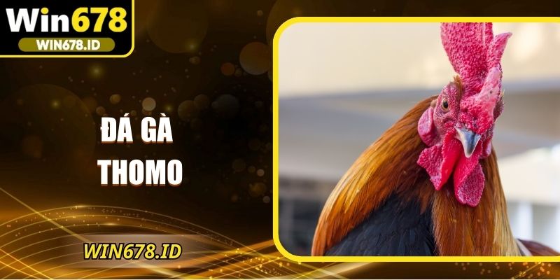 Đá gà Thomo