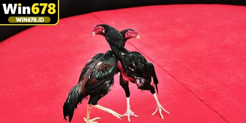 Có nhiều hình thức thi đấu được áp dụng