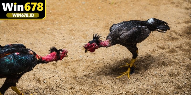 Tìm hiểu sâu hơn về đá gà Thomo