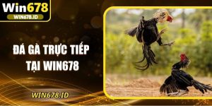 đá gà trực tiếp tại Win678