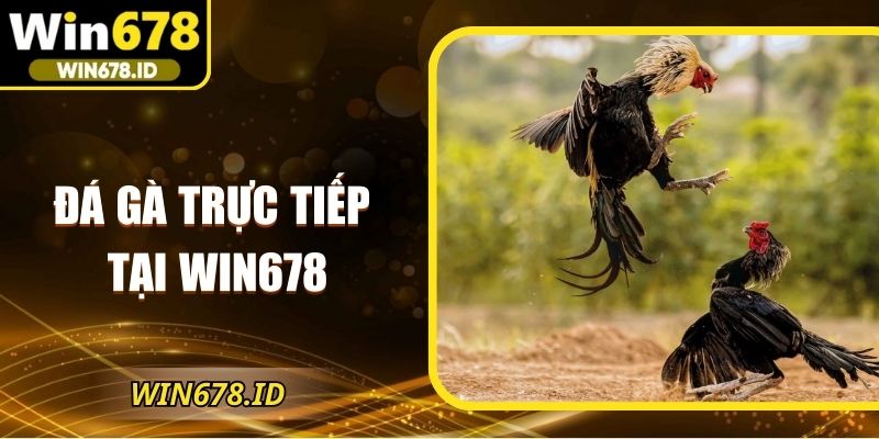 đá gà trực tiếp tại Win678