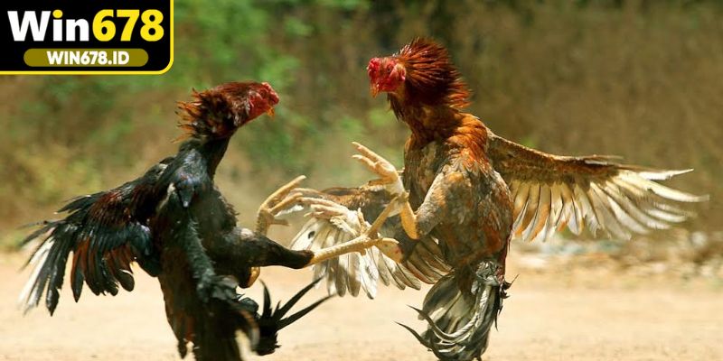 Nhịp độ trận đấu tại nhà cái mạnh mẽ