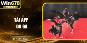 Tải app đá gà